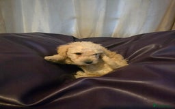 Mixed Breed dogs for sale: Poodles cross patterdale boy pupies - Advert 11