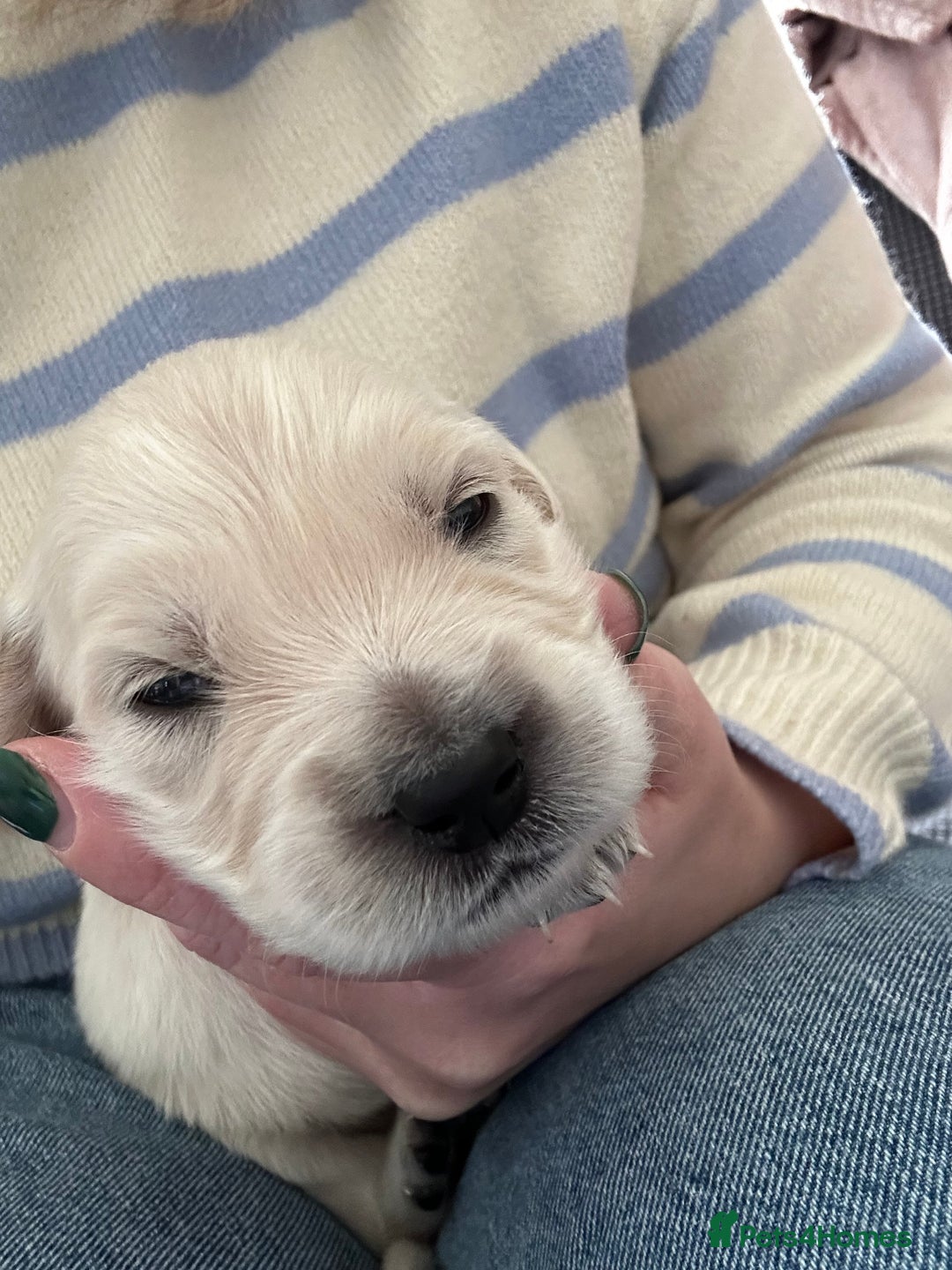 Golden Retriever dogs for sale: Daisy’s first litter - Advert 17