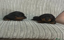 Dachshund dogs for sale: dachshund puppies  - Image 6