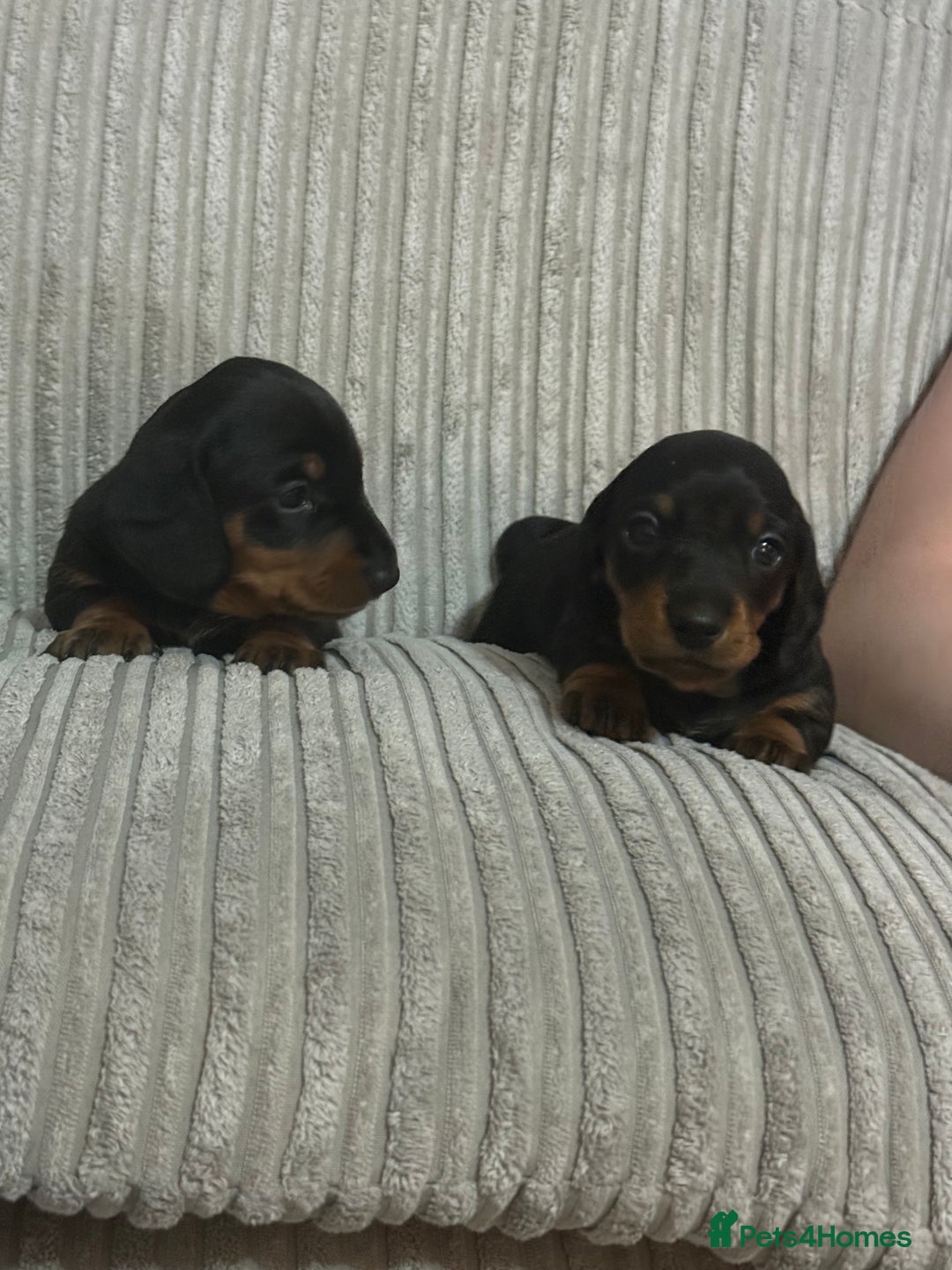 Dachshund dogs for sale: dachshund puppies  - Image 6