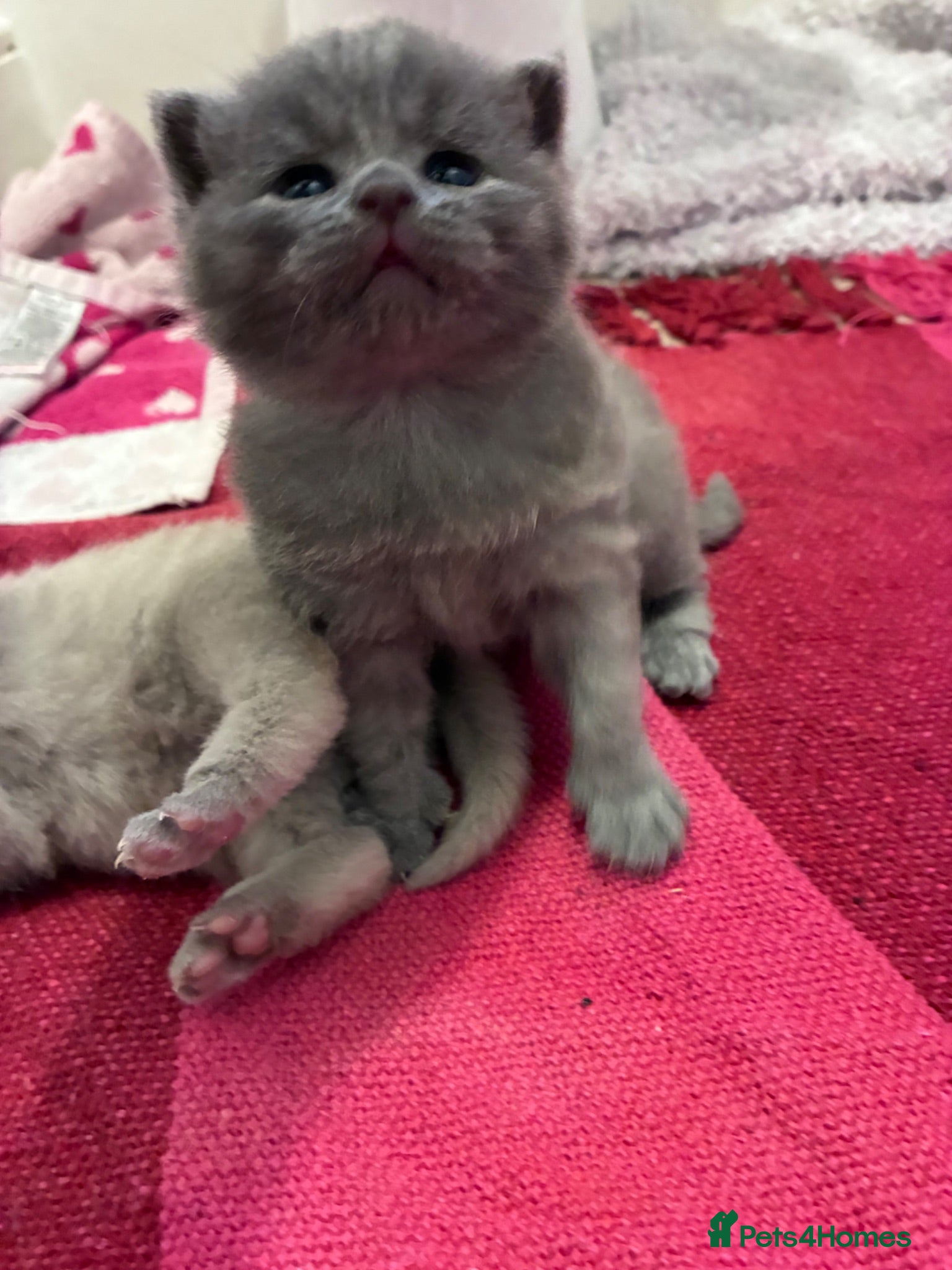 British Shorthair cats British Short Hair Kittens - Advert 6