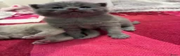 British Shorthair cats for sale: British Short Hair Kittens - Advert 2