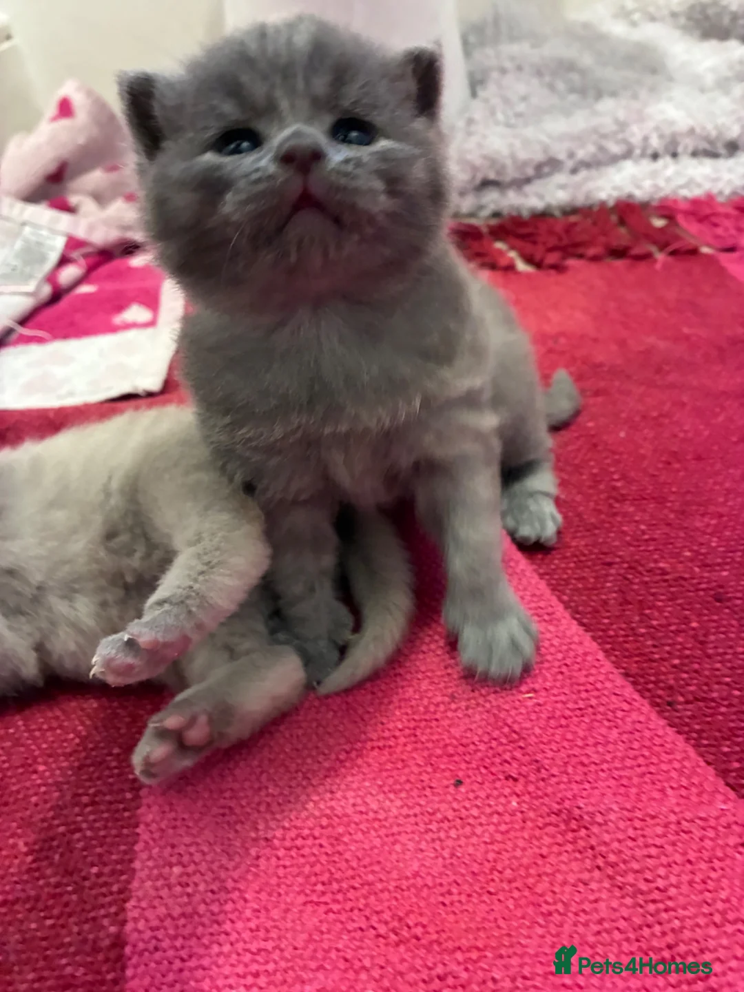British Shorthair cats for sale: British Short Hair Kittens - Advert 2