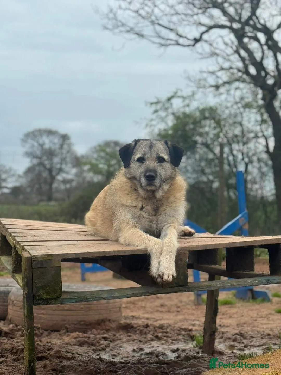 Mixed Breed dogs for adoption: Meet Sage, currently residing in Cheshire  in Nantwich - Advert 9