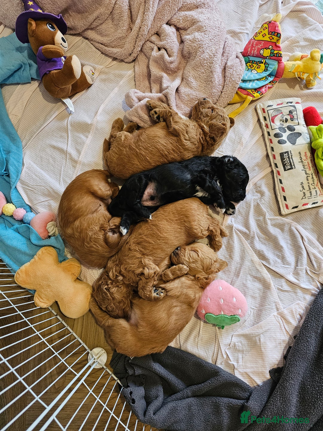 Jackapoo dogs for sale: 3 Beautiful F1B Jackapoo puppies. - Image 7