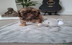 Shih Tzu dogs for sale: Stunning kc imperial shih tzus - Image 8
