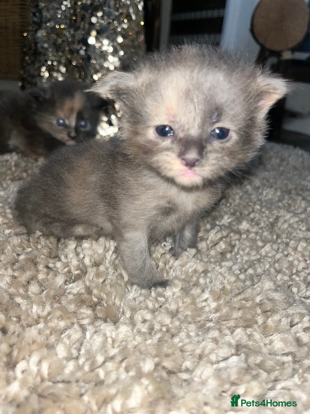 Maine Coon cats for sale: Maine coon smoke kittens  - Advert 5