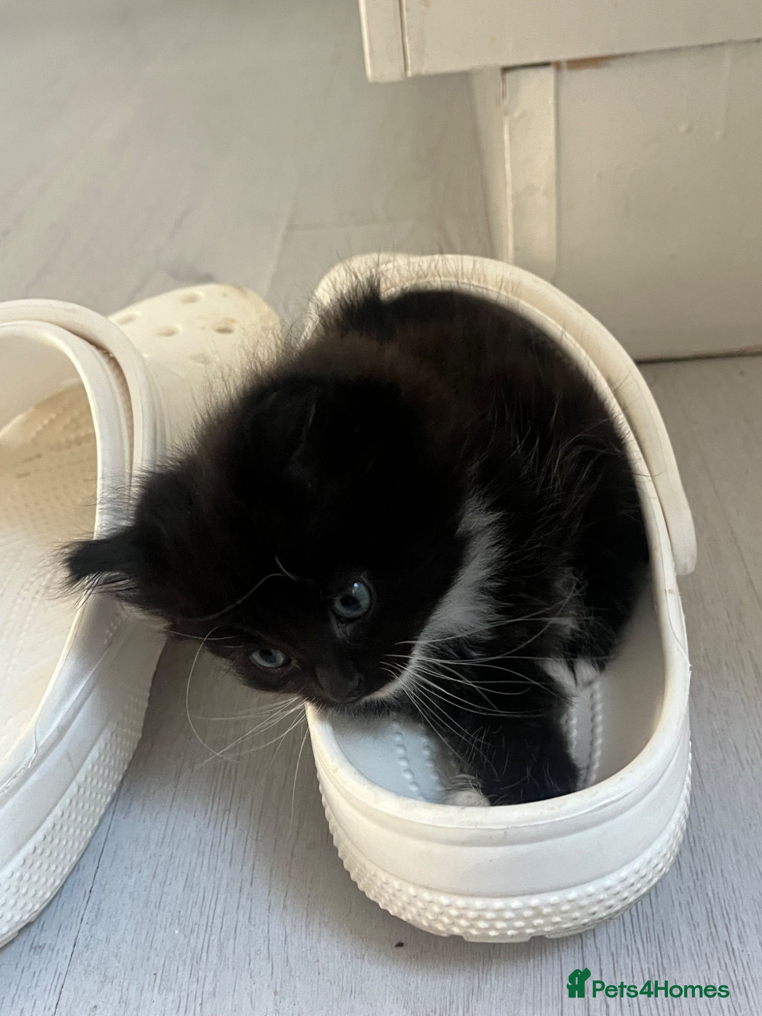 Mixed Breed cats for sale: Adorable playful little girls in Newcastle upon Tyne - Advert 1