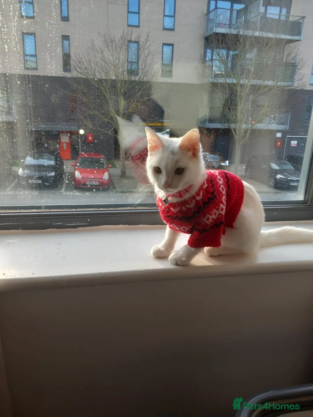 British Shorthair cats for sale: Meet the most Beautiful cat! - Advert 1