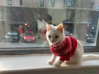 British Shorthair cats Meet the most Beautiful cat! - Advert 1