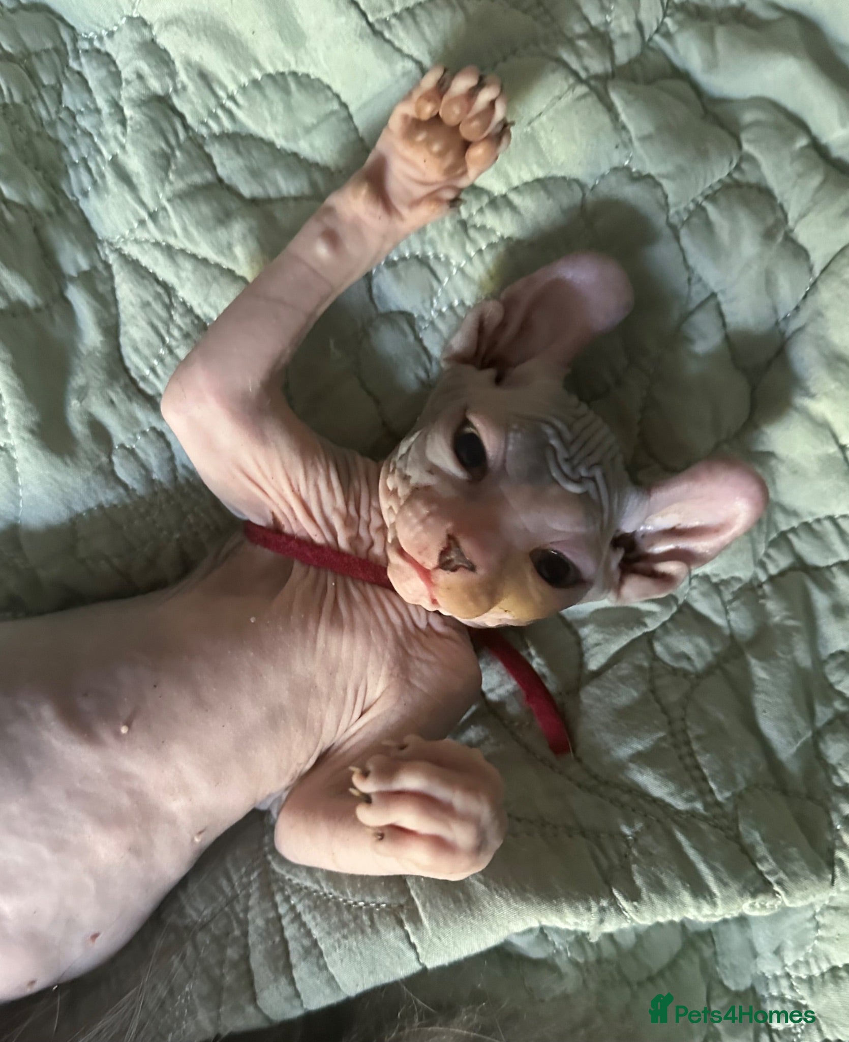 Sphynx cats Heavily reduced! Last 2 ready now  - Advert 4