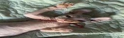 Sphynx cats for sale: Heavily reduced! Last 2 boys available  - Advert 1