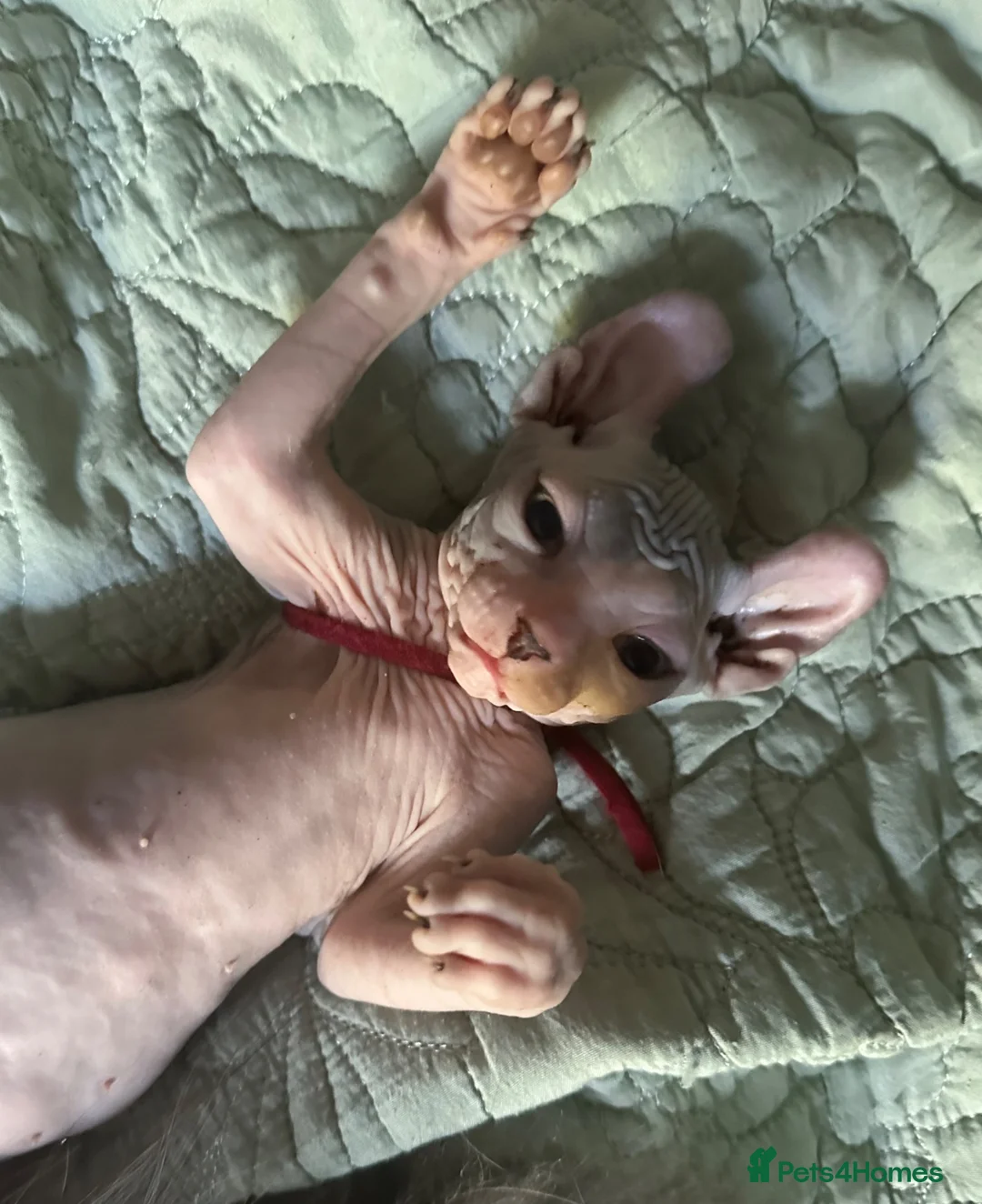 Sphynx cats for sale: Heavily reduced! Last 2 boys available  - Advert 1