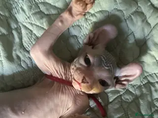 Sphynx cats Heavily reduced! Last 2 boys available - Advert 6