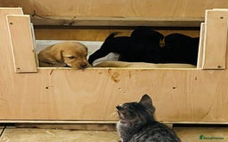 Labrador Retriever dogs for sale: Black/Golden Labrador Pups - Image 11