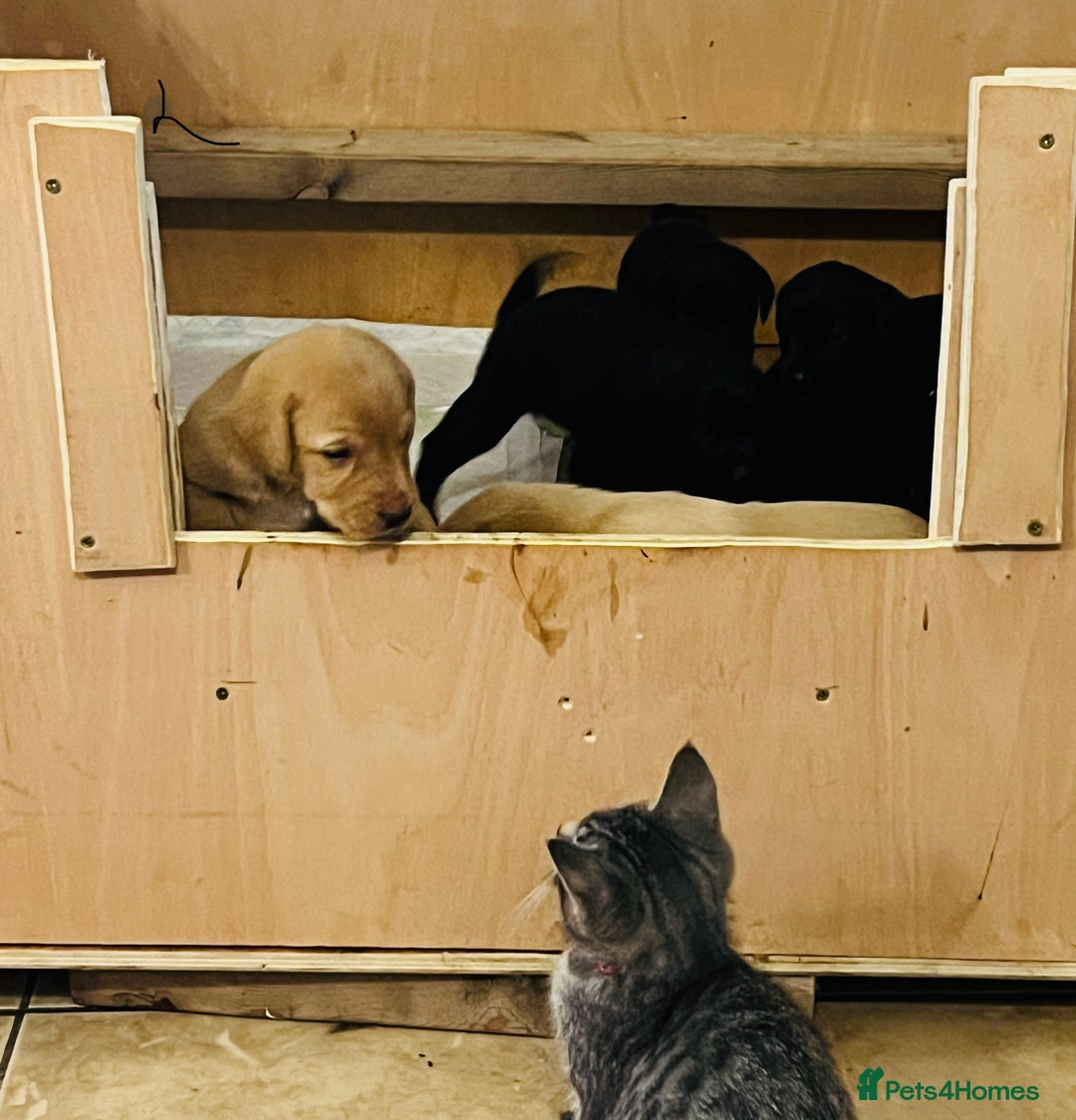 Labrador Retriever dogs for sale: Black/Golden Labrador Pups - Image 11