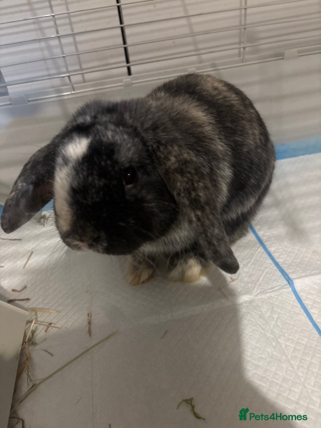 Mini Lop rabbits for sale: 2 male mini lops - Advert 2