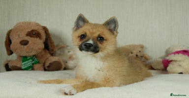 Pomsky dogs - Advert 3