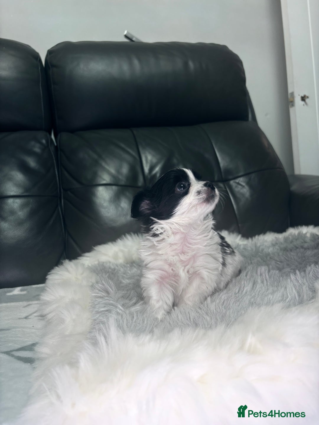 Chihuahua dogs for sale: Stunning tiny Chihuahua puppy’s male female  - Advert 18