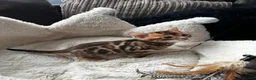 Bengal cats for sale: TICA Bengal kittens available!  - Advert 13