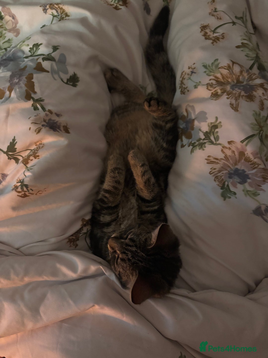 British Shorthair cats for sale: 14 week old female kitten  - Advert 2