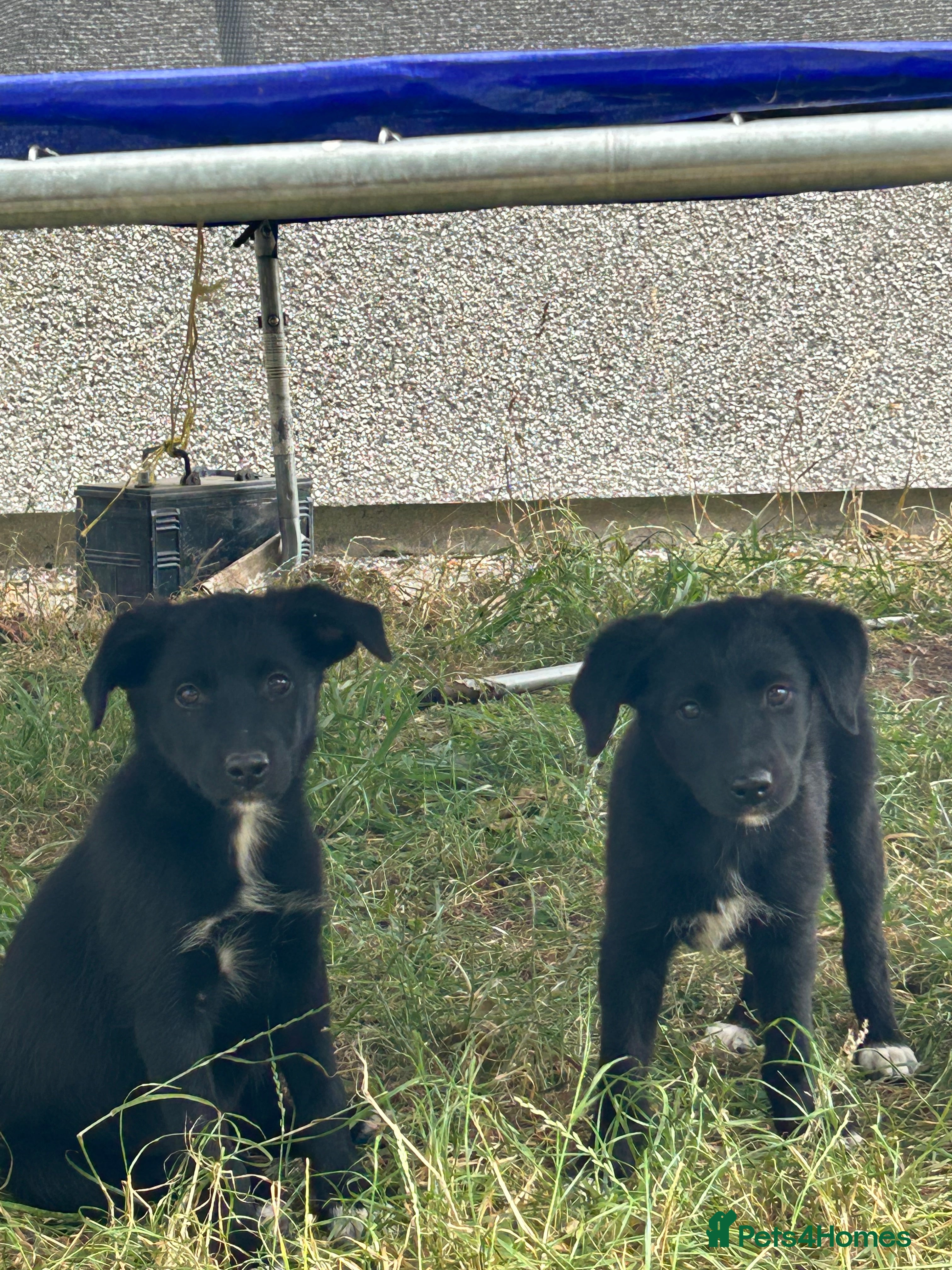Borador dogs 1 female Borador pup ready for new home.  - Advert 2