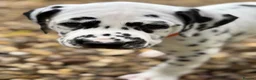 Dalmatian dogs for sale: Last one Beautiful KC Registered Dalmatian Puppie  - Advert 28