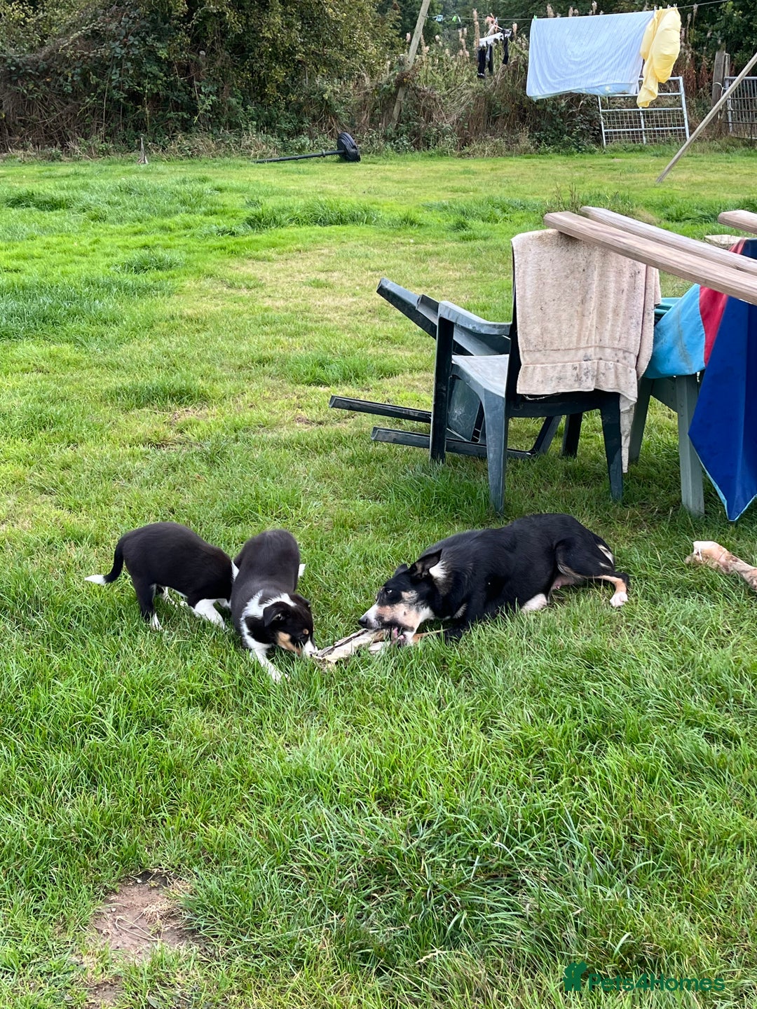 Border Collie dogs for sale: Beautiful Border collie pups - Image 12