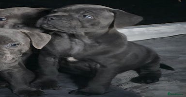 Staffordshire Bull Terrier dogs - Advert 4