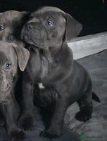 Staffordshire Bull Terrier dogs - Advert 2