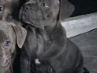 Staffordshire Bull Terrier dogs - Advert 15