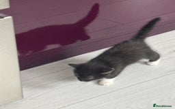 Mixed Breed cats for sale: 3 little kittens - Image 6