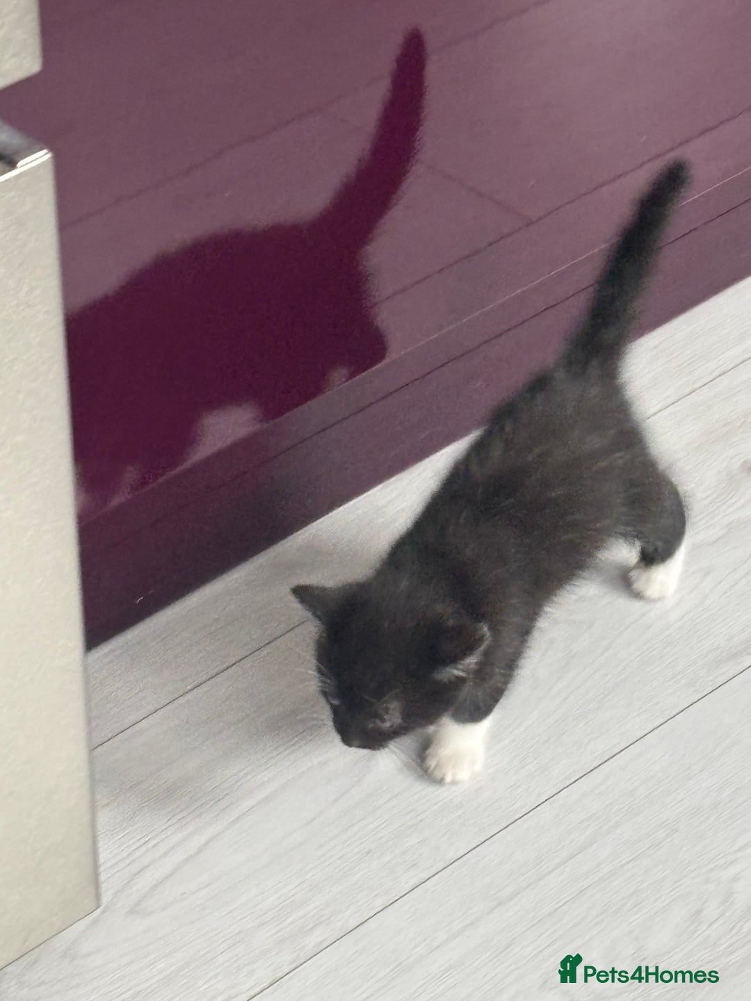 Mixed Breed cats for sale: 3 little kittens - Image 6
