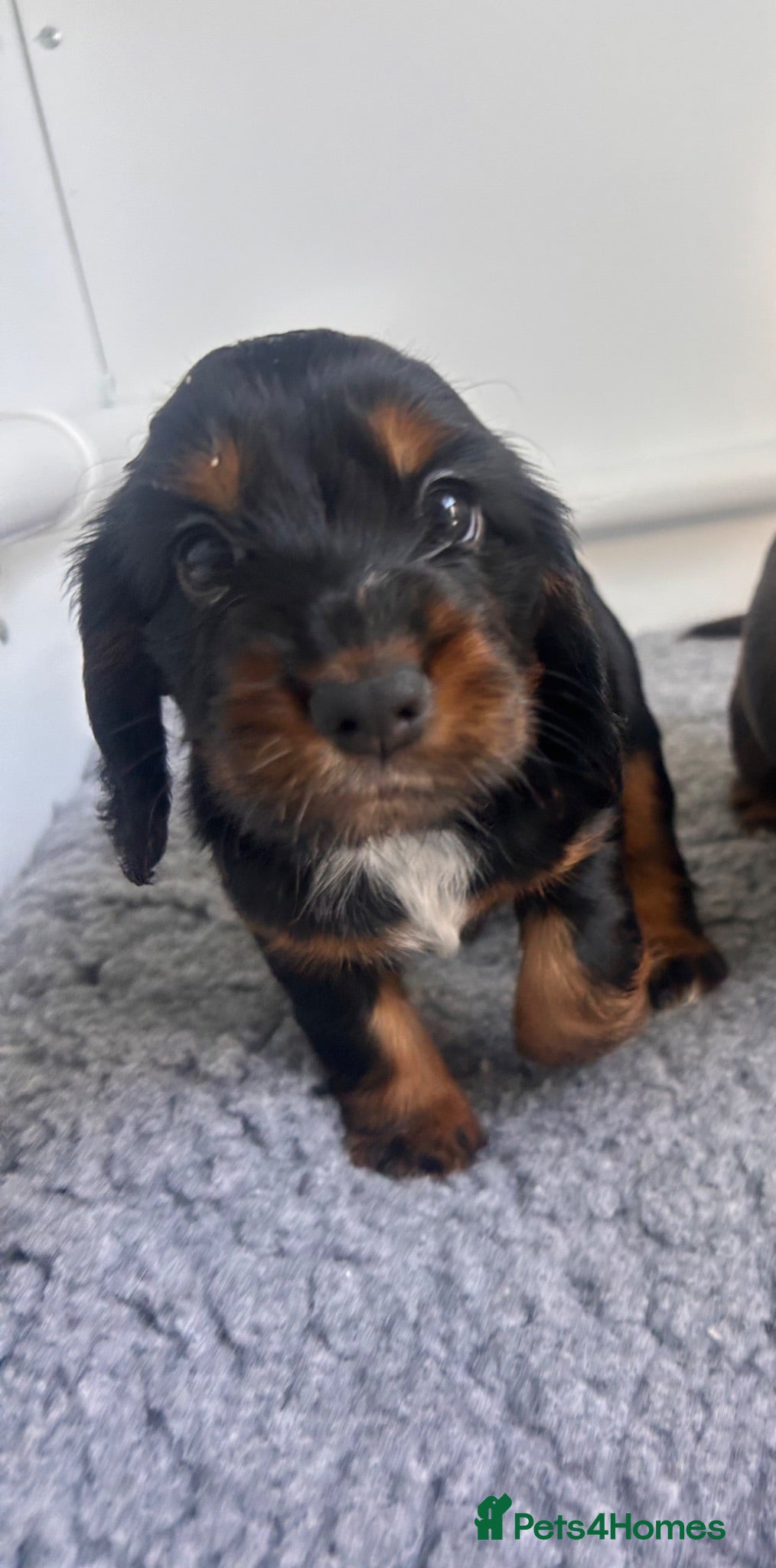 Cocker Spaniel dogs 1 Beautiful black/tan cocker spaniel remaining - Advert 6