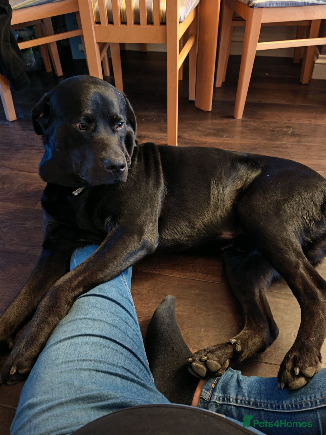 Mixed Breed dogs for stud: Lab X rottie for stud.  - Advert 3