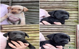 Labrador Retriever dogs for sale: KC Lab pups (from tested parents) REDUCED - Image 1