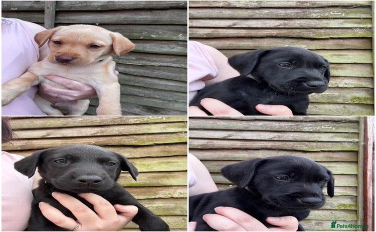 Labrador Retriever dogs - Advert 15