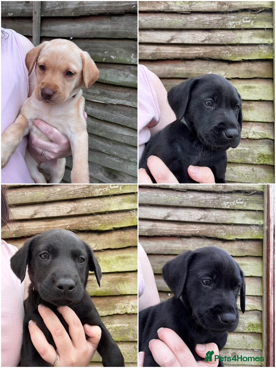 Labrador Retriever dogs for sale: KC Lab pups (from tested parents) REDUCED - Image 1