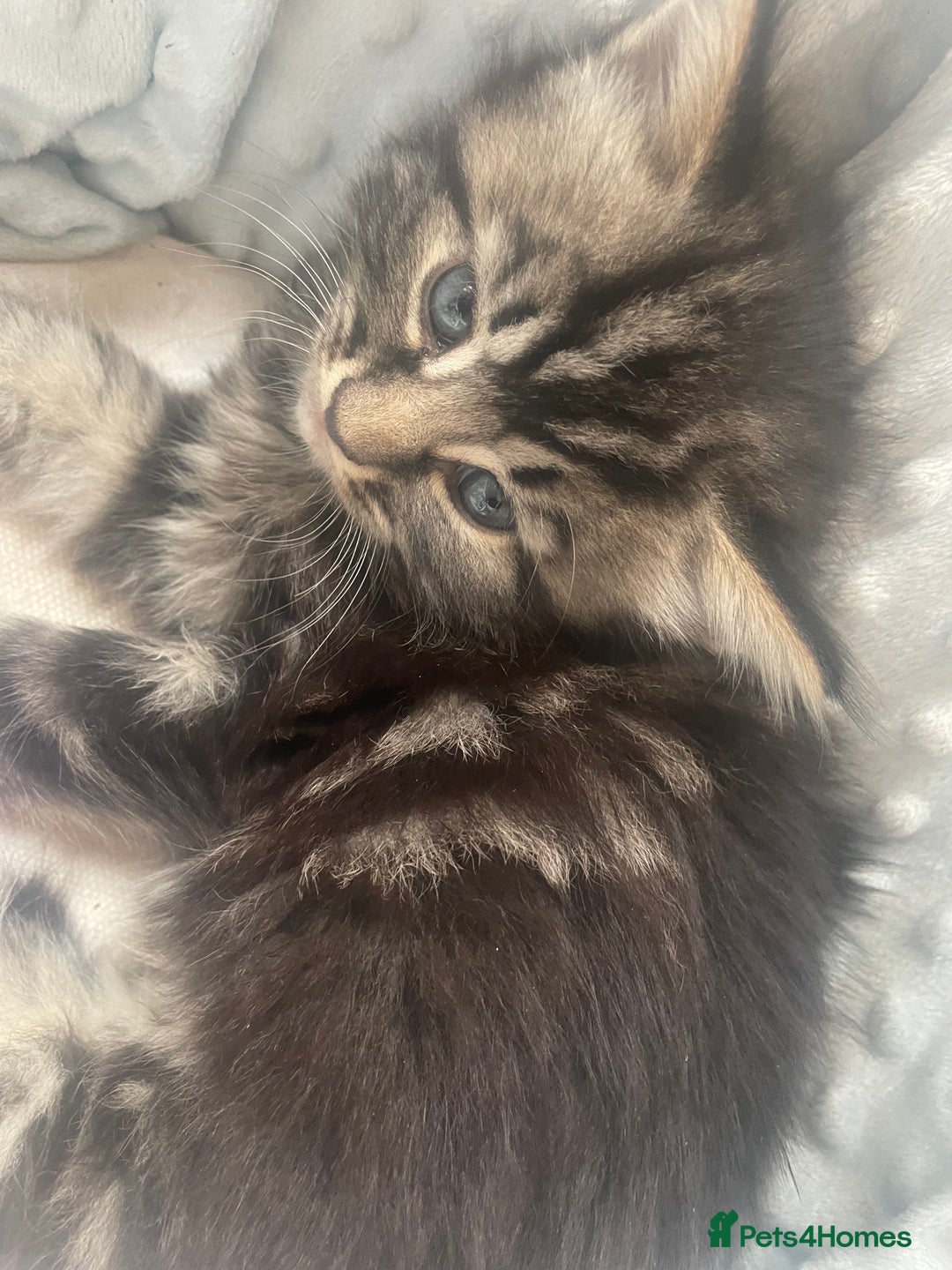 Mixed Breed cats for sale: 1 boy 2 girls  - Image 6