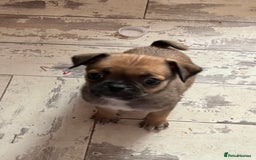 Mixed Breed dogs for sale: Pugpoms  - Image 1