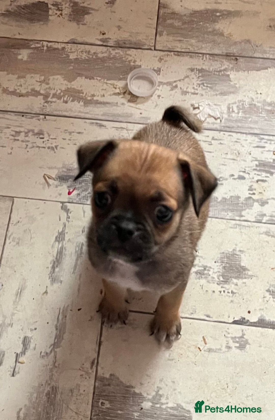 Mixed Breed dogs for sale: Pugpoms  - Image 1