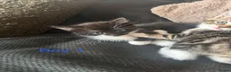 British Shorthair cats for sale: British Shorthair Kittens, Ready To Leave 🐱 - Advert 3