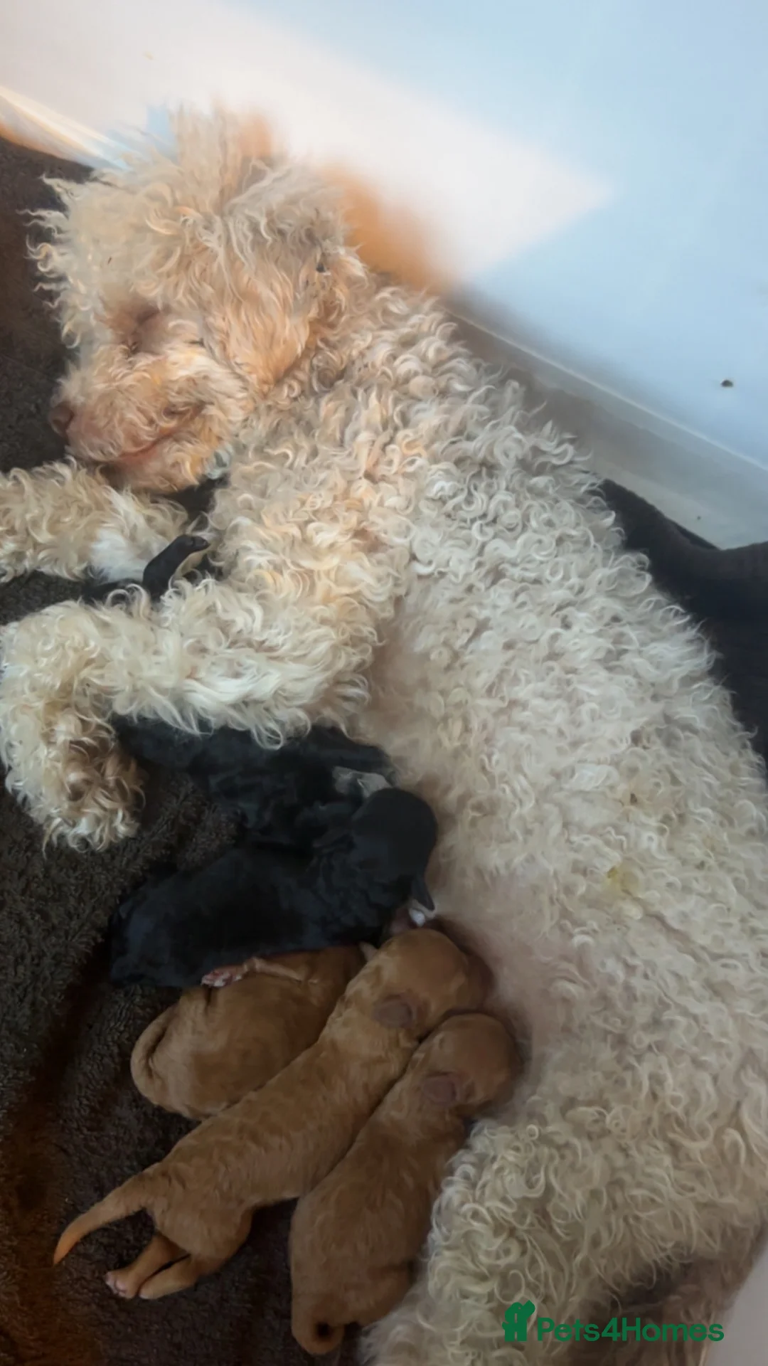 Toy Poodle dogs for sale: Beautiful Toy Poodle Puppies Available - Advert 7