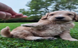 Mini Goldendoodle dogs for sale: Goldendoodle Puppies F2– Therapy & Support Dog Mum - Image 18