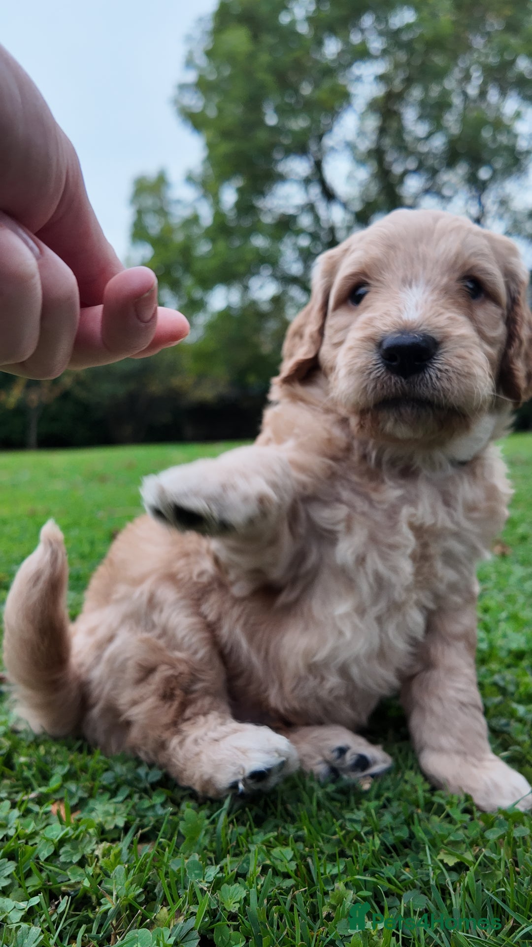 Mini Goldendoodle dogs for sale: Goldendoodle Puppies F2– Therapy & Support Dog Mum - Image 18