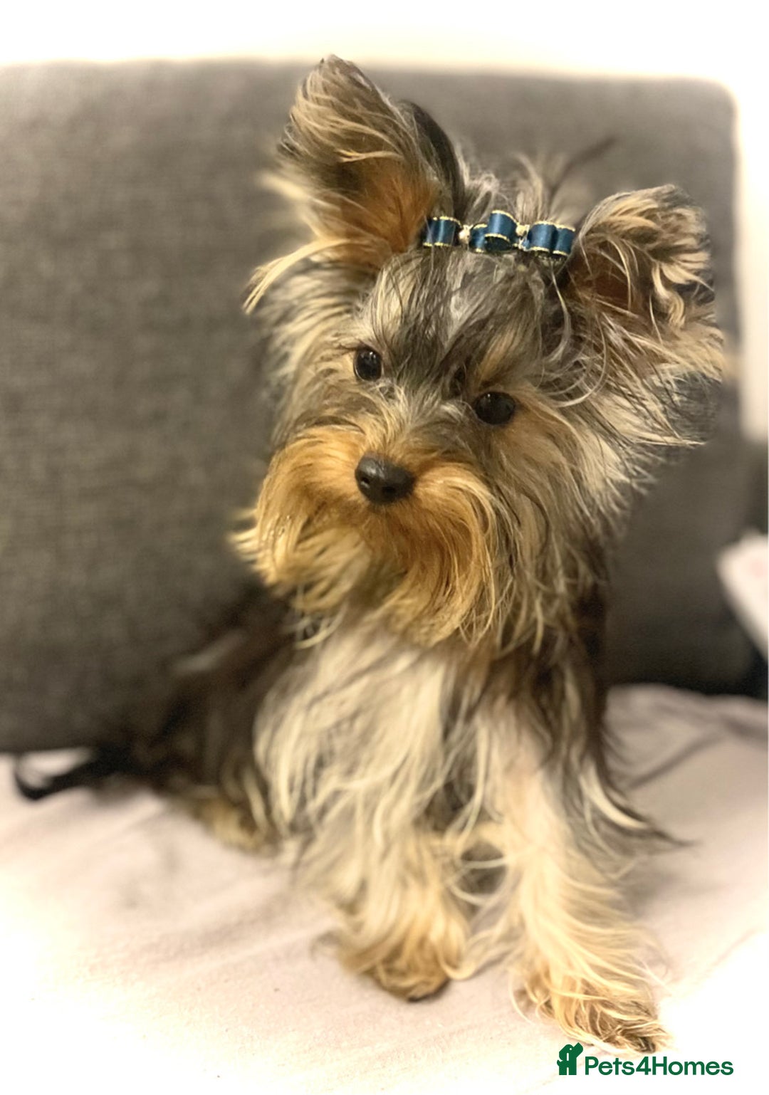 Yorkshire Terrier dogs for sale: Stunning boys looking for their new homes! - Image 2