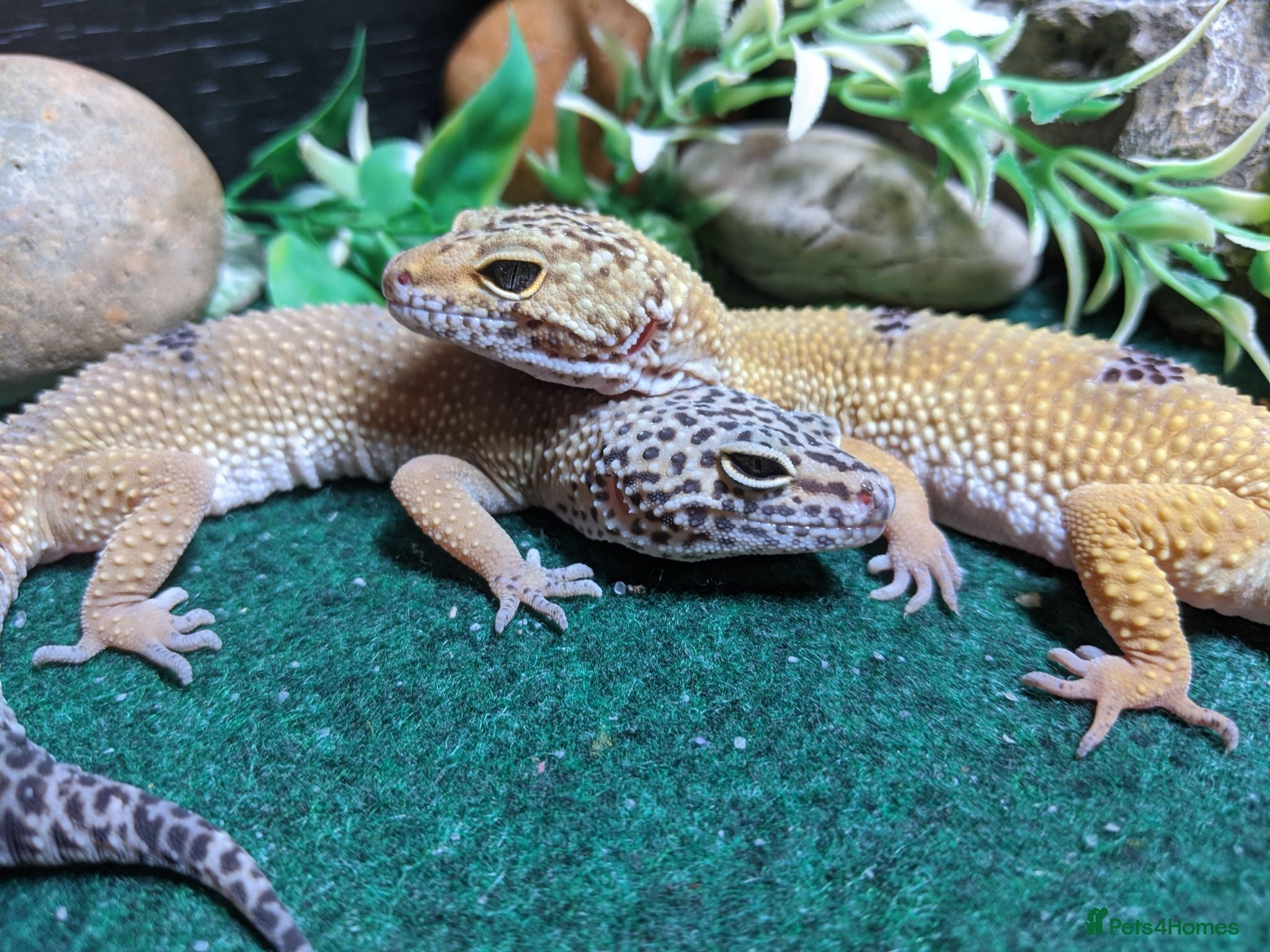 Leopard Gecko reptiles Two Leopard Geckos - Advert 1