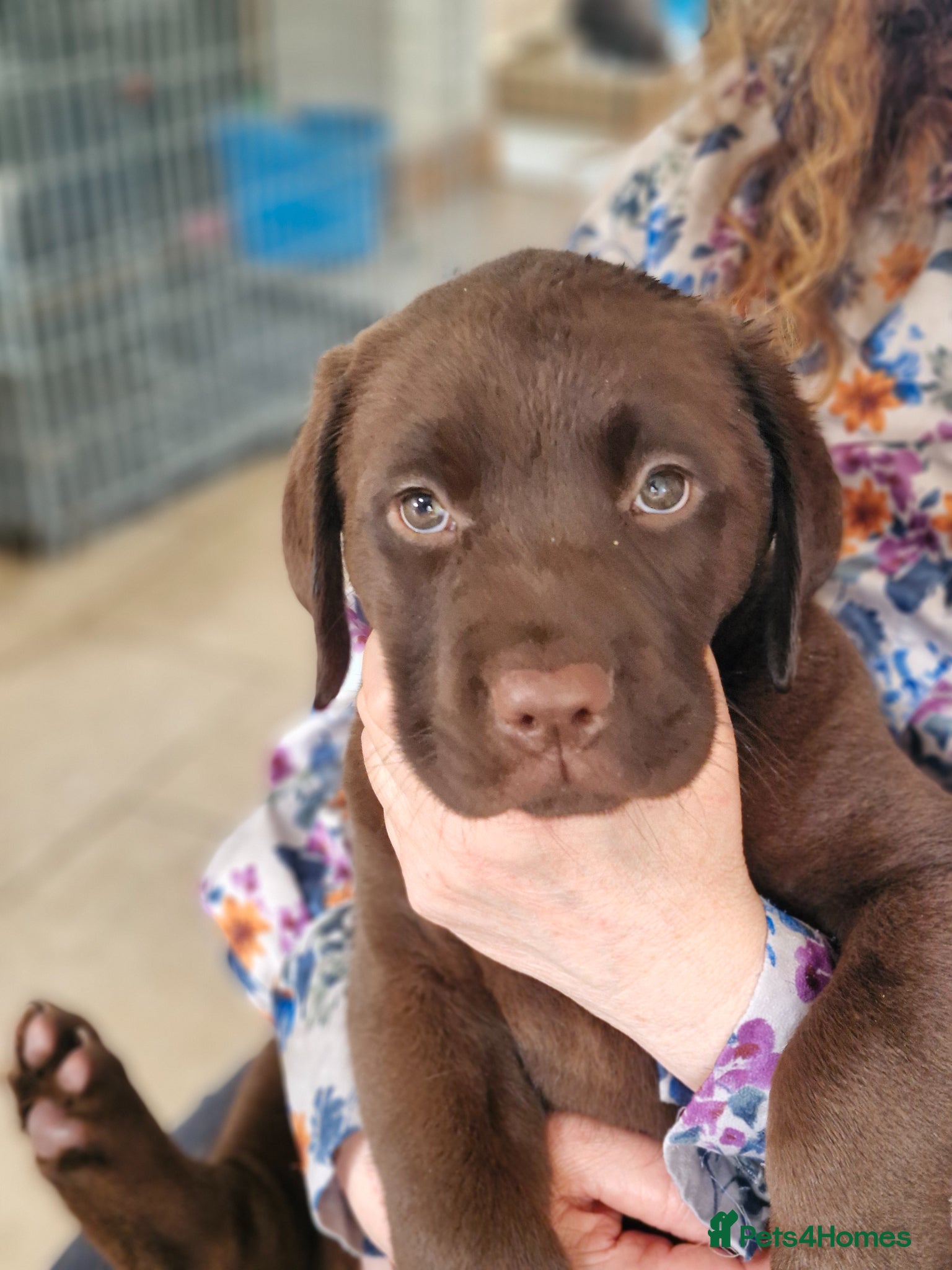 Labrador Retriever dogs Ready- Home raised KC Chunky Chocolate Labradors - Advert 1