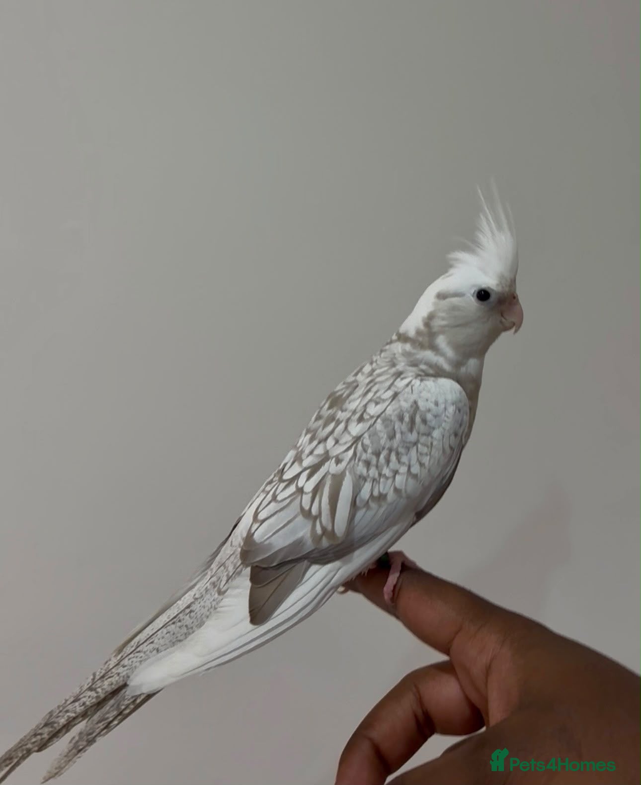 Cockatiels birds Hand Tamed White Pied Baby Cockatiel - Advert 2