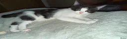 Mixed Breed cats for sale: 3 beautiful kittens ready to leave  - Advert 8